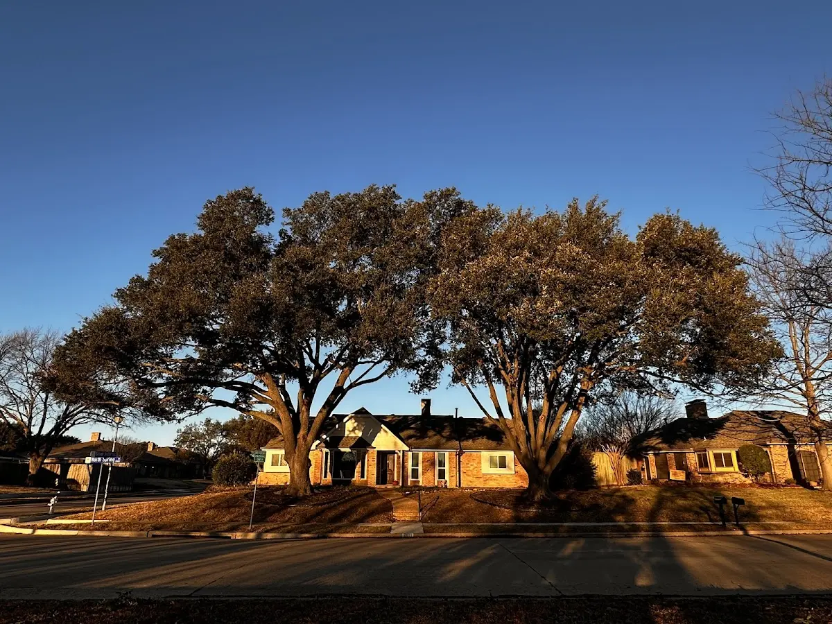 Established residential canopy tree shading a home in Graysville